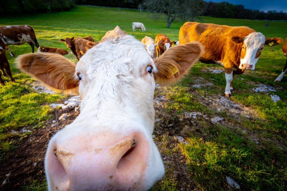 What is a Denver Steak?